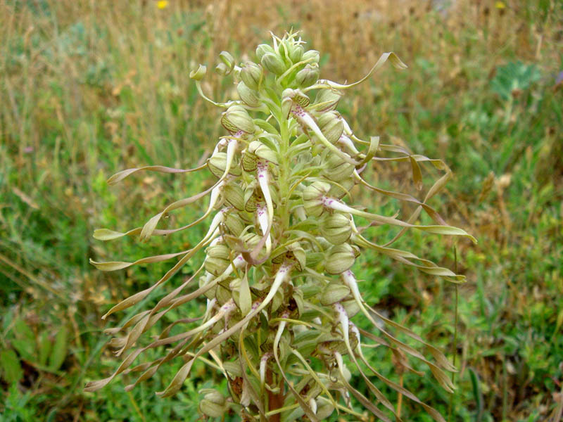 Himantoglossum hircinum en fleurs dans les pelouses calcaires des Picos de Europa